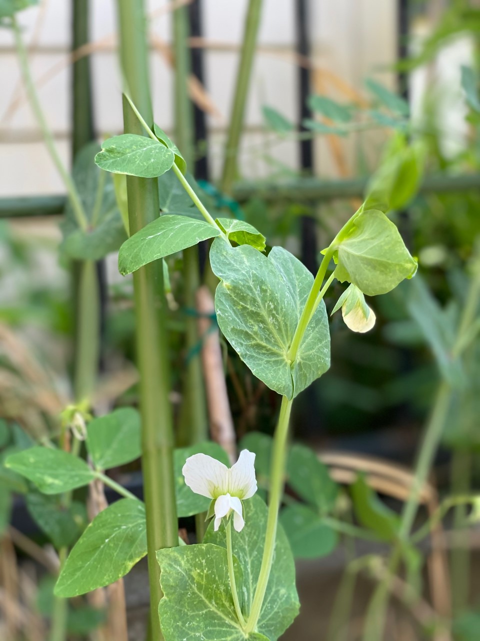 【タクミ事務所】絹さやの花が咲きました!