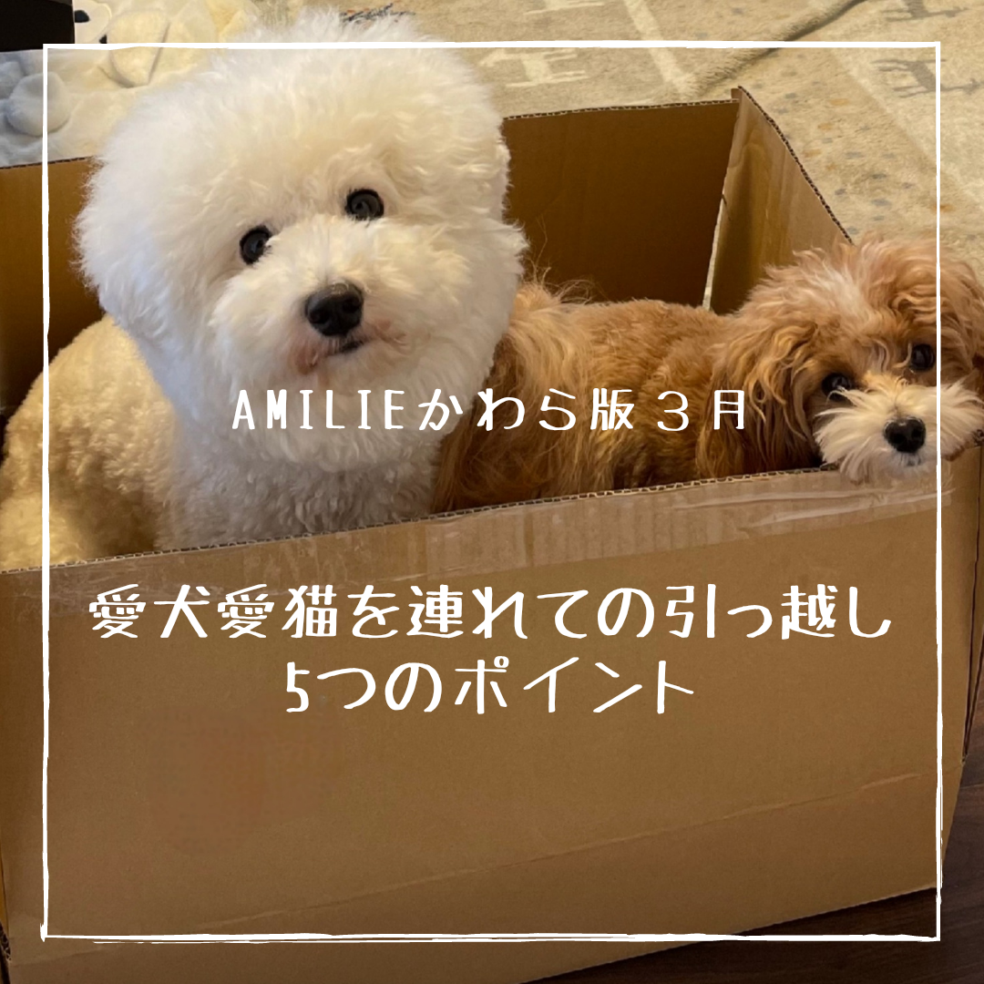 【AMILIEかわら版】~愛犬・愛猫を連れての引っ越し5つのポイント~