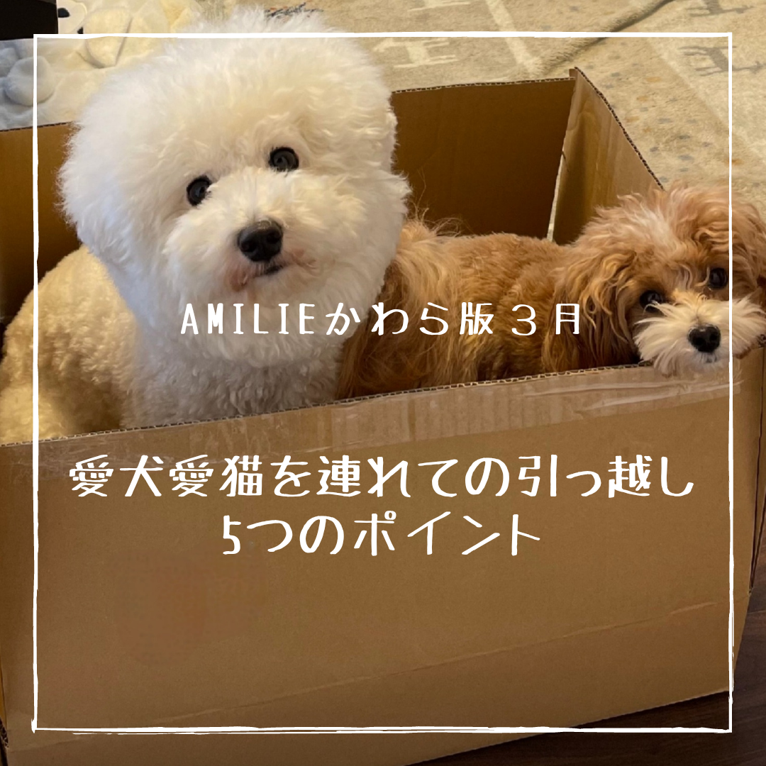 【AMILIEかわら版】～愛犬・愛猫を連れての引っ越し５つのポイント～