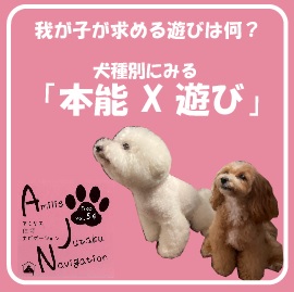 【AJN Vol.54】 我が子が求める遊びは何?犬種別にみる「本能X遊び」