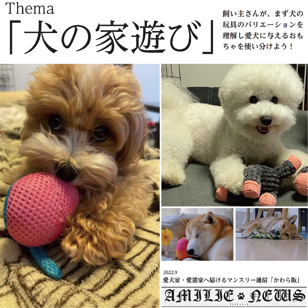 【AMILIE9月号】犬の家遊び