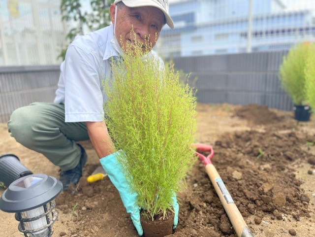 【タクミ三村社長から】愛犬家モデルハウスの前庭に「コキア」を植えました。