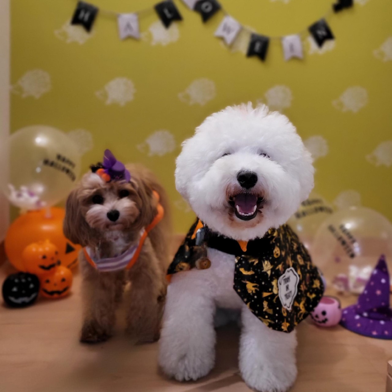 【ご報告】【ご報告】無事にハロウィン🎃記念夜の見学会が終了致しました🎵