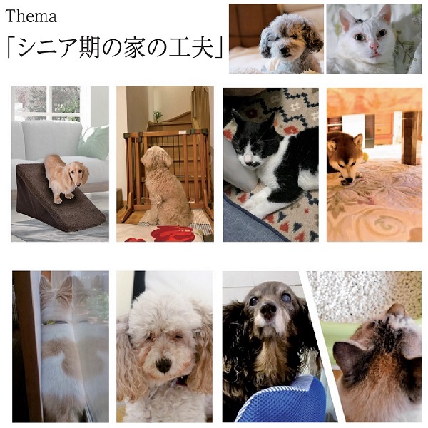 【AMILIEかわら版2022年10月号】愛犬・愛猫のシニア期の家の工夫