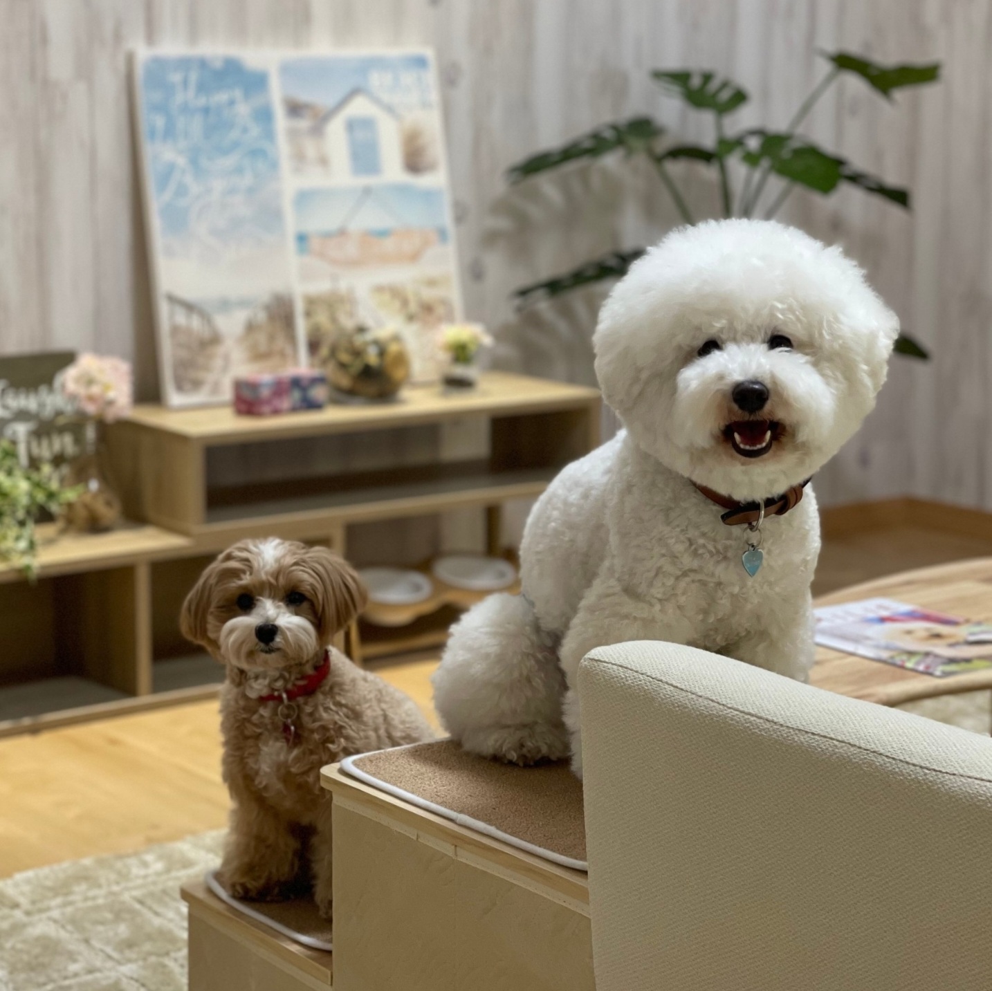 【愛犬家モデルハウス】シロ&ラテが遊びに来てくれました！