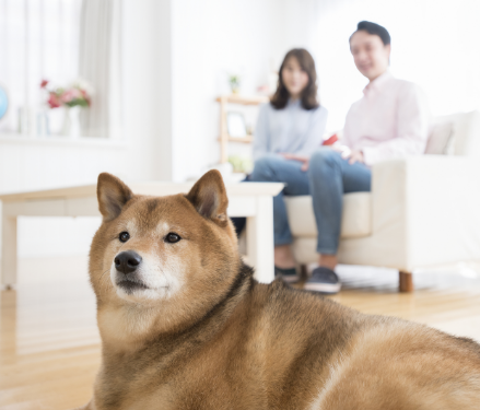 家族　犬　写真