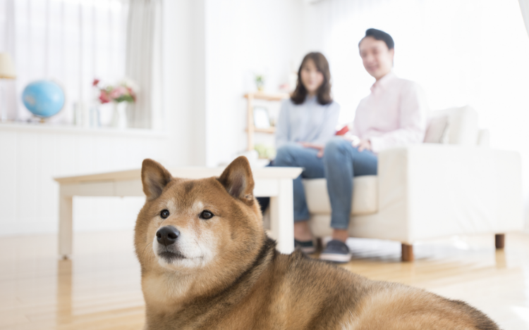 家族　犬　写真