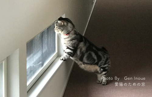 ひなたぼっこ　子猫　写真